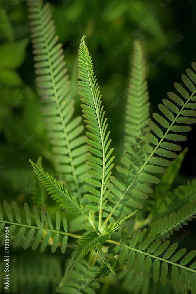 Close up of green fern leaves in the forest