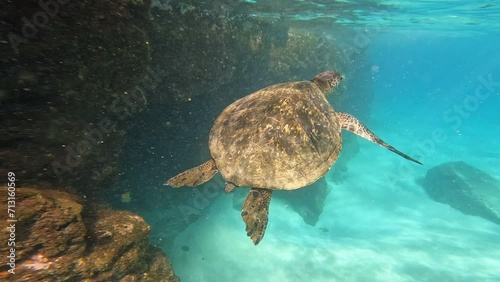 Small turtle swimming in sea photo