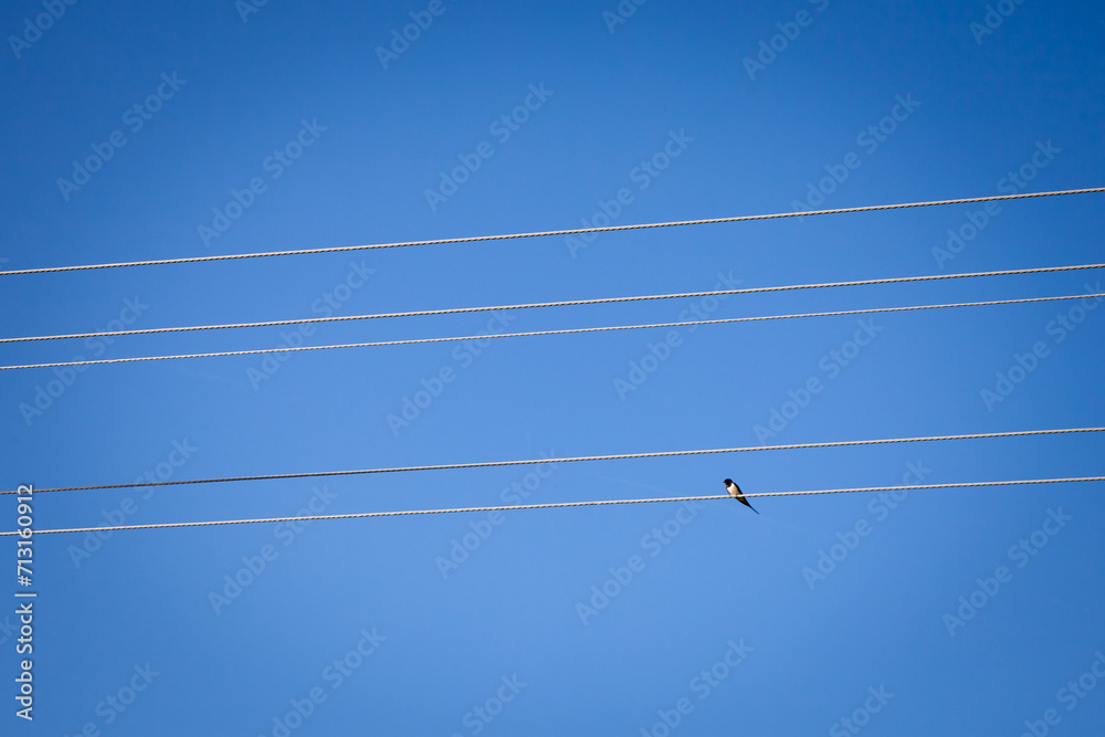 Selective blur on a single swallow bird, or saw wing, standing alone on a power line, an electric or telephone cable, in serbia, in front of a blue sky. Selective blur on a single swallow bird, or saw wing, standing alone on a power line, an electric or telephone cable, in serbia, in front of a blue sky.