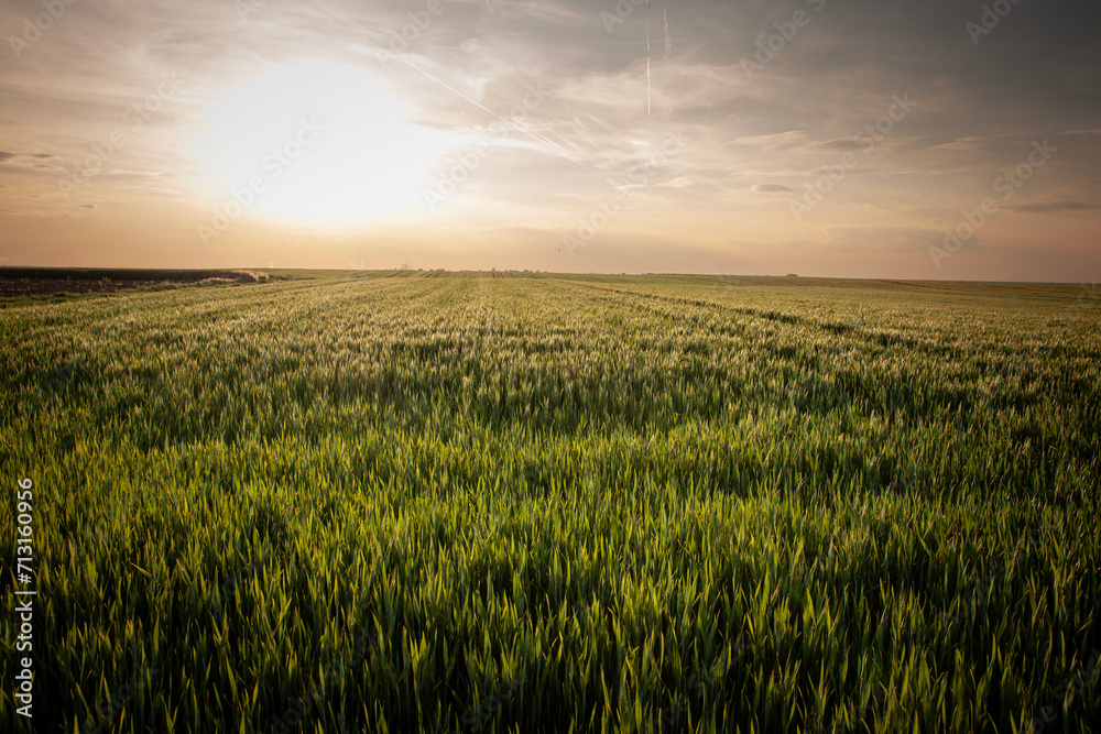Panorama of a wheat field, green color, on a sunny afternoon dusk with blue sky, in a typical serbian agricultural landscape, at the spring season, in Vojvodina, with the sun in background.
