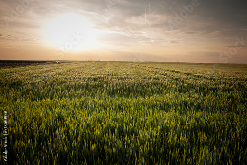 Panorama of a wheat field  green color  on a sunny afternoon dusk with blue sky  in a typical serbian agricultural landscape  at the spring season  in Vojvodina  with the sun in background.