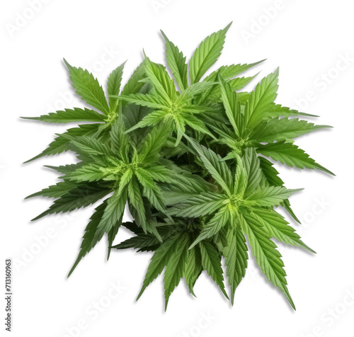 Cannabis marijuana plant on white or transparent background