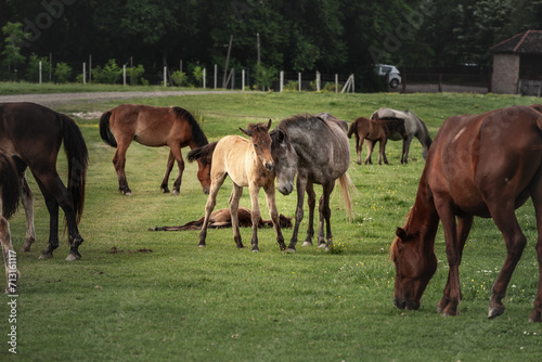 Selective blur on a newborn foal cuddling his mother, a mare, mother, in a herd of horses, brown & white at sunset in Zasavica, Serbia in a rural farm landscape. Equidae are countryside animals
