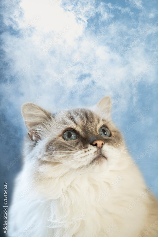 Porträt einer Ragdoll Katze