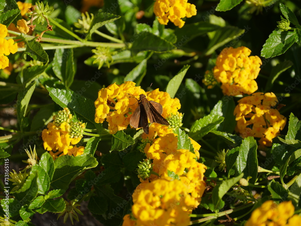 Butterfly on Yellow Lantana camara flower in garden Butterfly on Yellow Lantana camara flower in garden