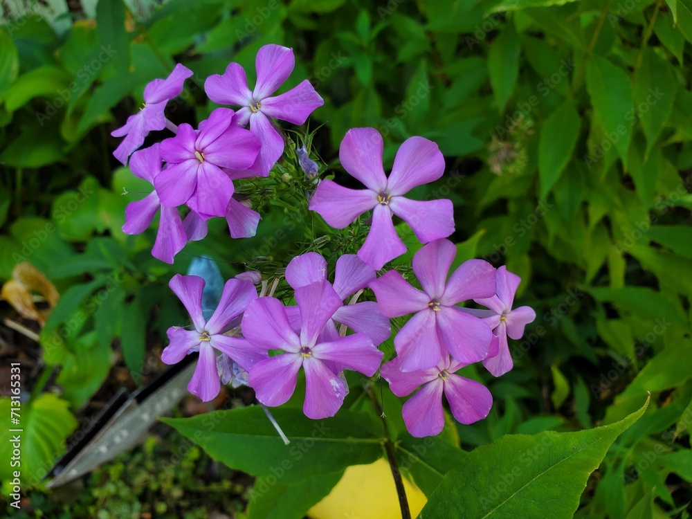 Purple phlox flowers in the garden. Selective focus. Purple phlox flowers in the garden. Selective focus.