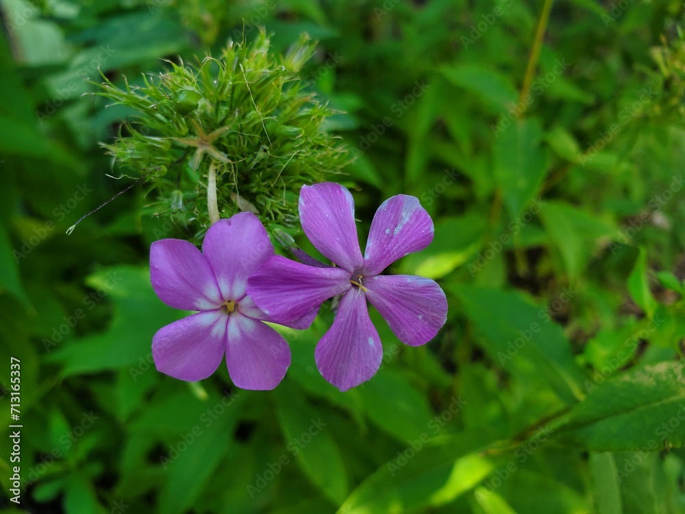 Purple phlox flowers on the background of green leaves. Purple phlox flowers on the background of green leaves.