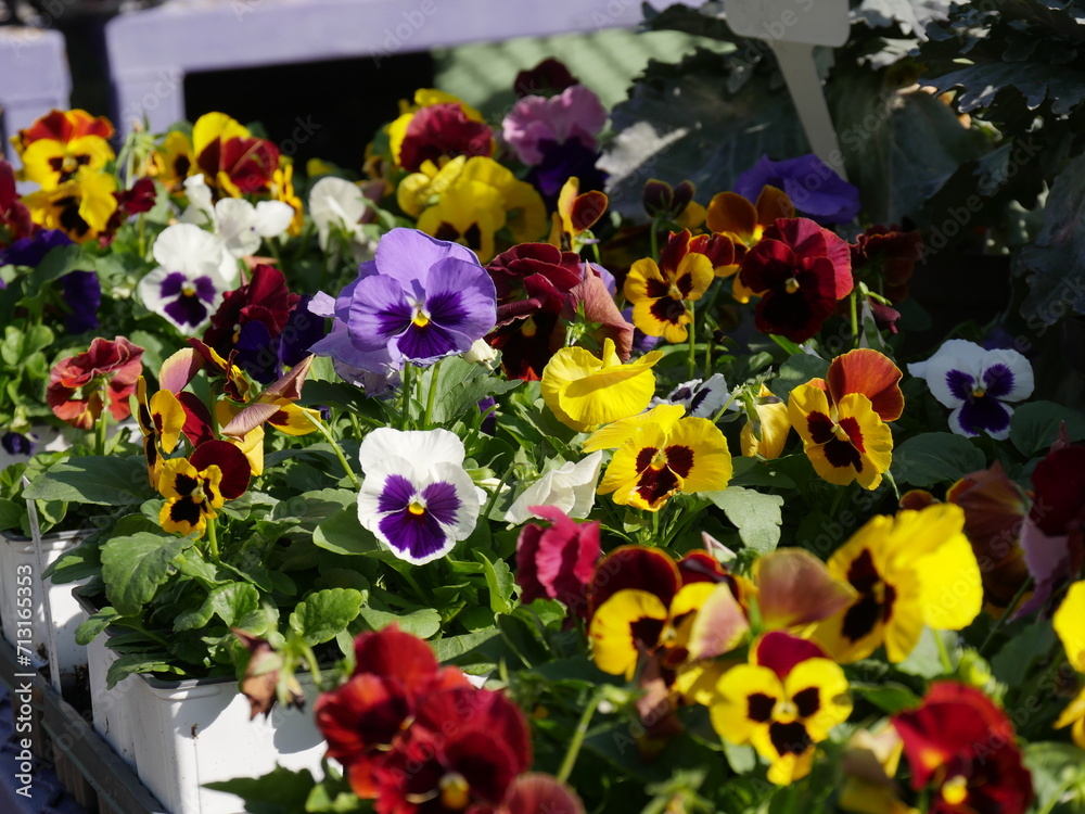 Colorful pansy flowers in a flowerbed in the garden.
