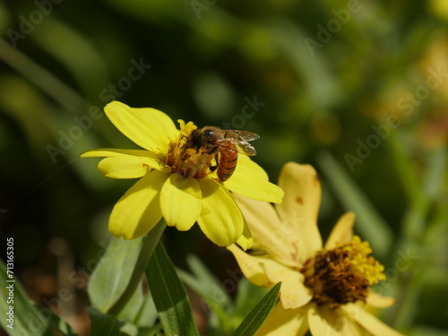 Bee on a yellow flower in the garden. Shallow depth of field © raksyBH