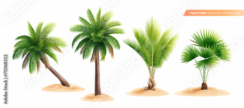 Realistic Palm tree composition set