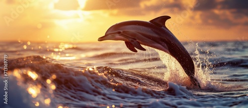 beautiful dolphin jumped from the ocean at the sunset time. Copy space image. Place for adding text © Ilgun