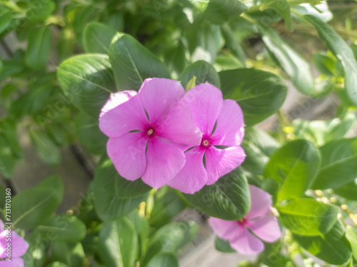 In Indonesia  this flower is known as the Tapak Dara flower or Vinca. As an ornamental plant. Periwinkle flower blooming in the garden