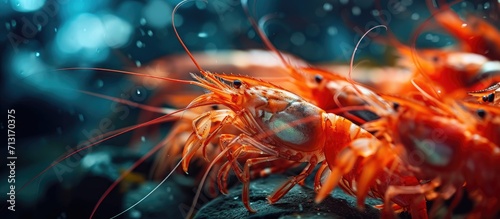 A group of Super Red cherry shrimp. Copy space image. Place for adding text photo