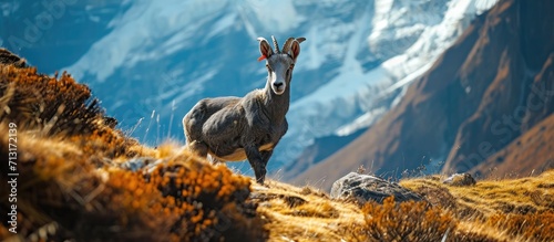 A Nepali Blue Sheep called a Bharal looks on inquisitively from its grazing on the alpine meadows near the Tilicho lake trek on the Annapurna Circuit trek. Copy space image. Place for adding text photo