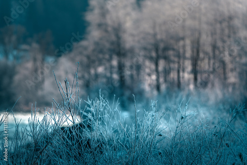Winterfrost in der Au © Substanz