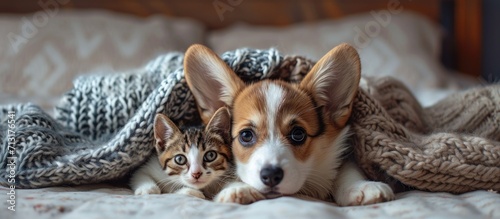 Cozy Pembroke Welsh corgi puppy hugs tiny tabby fold kitten under white warm blanket on a bed at home Top down view. Copy space image. Place for adding text © Ilgun