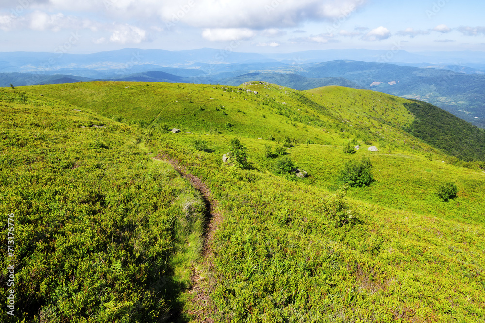 lane through green alpine hills and meadows. mountainous carpathian scenery in summer. nature landscape of ukraine green highlands lane through green alpine hills and meadows. mountainous carpathian scenery in summer. nature landscape of ukraine green highlands
