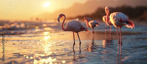 A flock of flamingos by the seashore during sunset in Saudia Arabia. Copy space image. Place for adding text