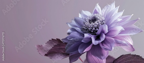 A beautiful purple gradient flower with a leaf overtop of it. Copy space image. Place for adding text