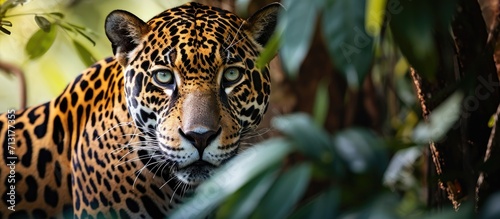 A Jaguar in the Amazon rain forest Iquitos Peru. Copy space image. Place for adding text