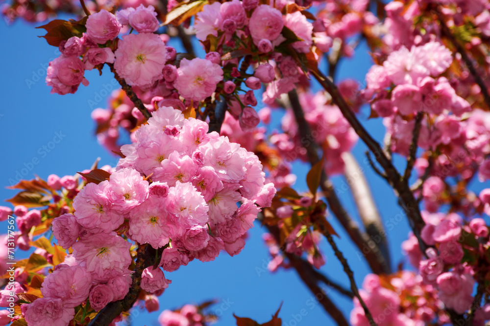 pink sakura blossom in the park in front of a blue sky. springtime floral nature background on a sunny day
