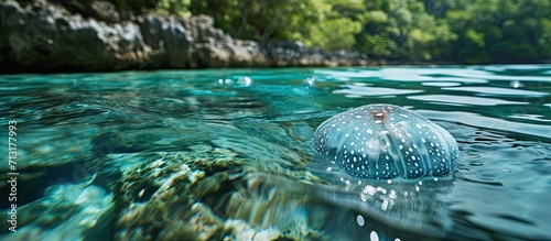 A jellyfish in blue water at Malapascua Philippines. Copy space image. Place for adding text photo