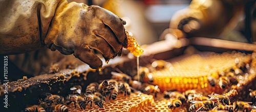 Two beekeepers looking at a honeycomb freshly extracted from a hive. Copy space image. Place for adding text