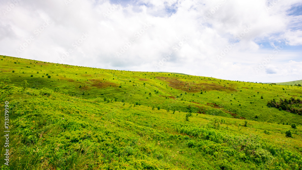 landscape with grassy alpine meadows of ukrainian highlands. beautiful scenery with rolling hills of carpathian mountains in summer
