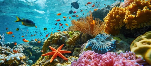 Coral reef with starfish and colorful tropical fish Caribbean sea. Copy space image. Place for adding text © Ilgun