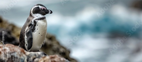 A Galapagos Penguin standing on a rock Spheniscus mendiculus. Copy space image. Place for adding text photo