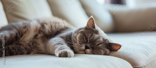 Cute British Shorthair cat lies down on a white couch and looks away with a sad face in a house in Edinburgh Scotland United Kingdom. Copy space image. Place for adding text
