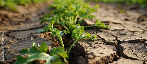 Drought dry field celery Apium graveolens leaves celeriac root leaf knob or turnip rooted farm land vegetables drying up soil cracked climate change environmental disaster earth cracks