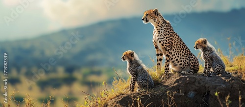 Cheetah and cubs look left on mound. Copy space image. Place for adding text photo