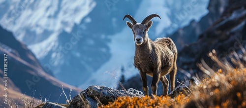 A Nepali Blue Sheep called a Bharal looks on inquisitively from its grazing on the alpine meadows near the Tilicho lake trek on the Annapurna Circuit trek. Copy space image. Place for adding text photo