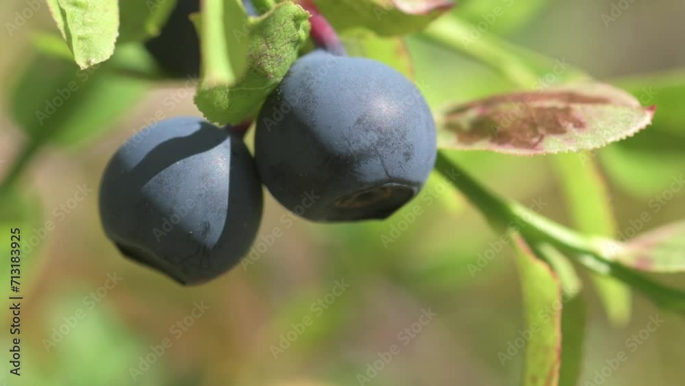 natural wild blueberry with berry growth in forest at sunny day. macro natural wild blueberry with berry growth in forest at sunny day. macro
