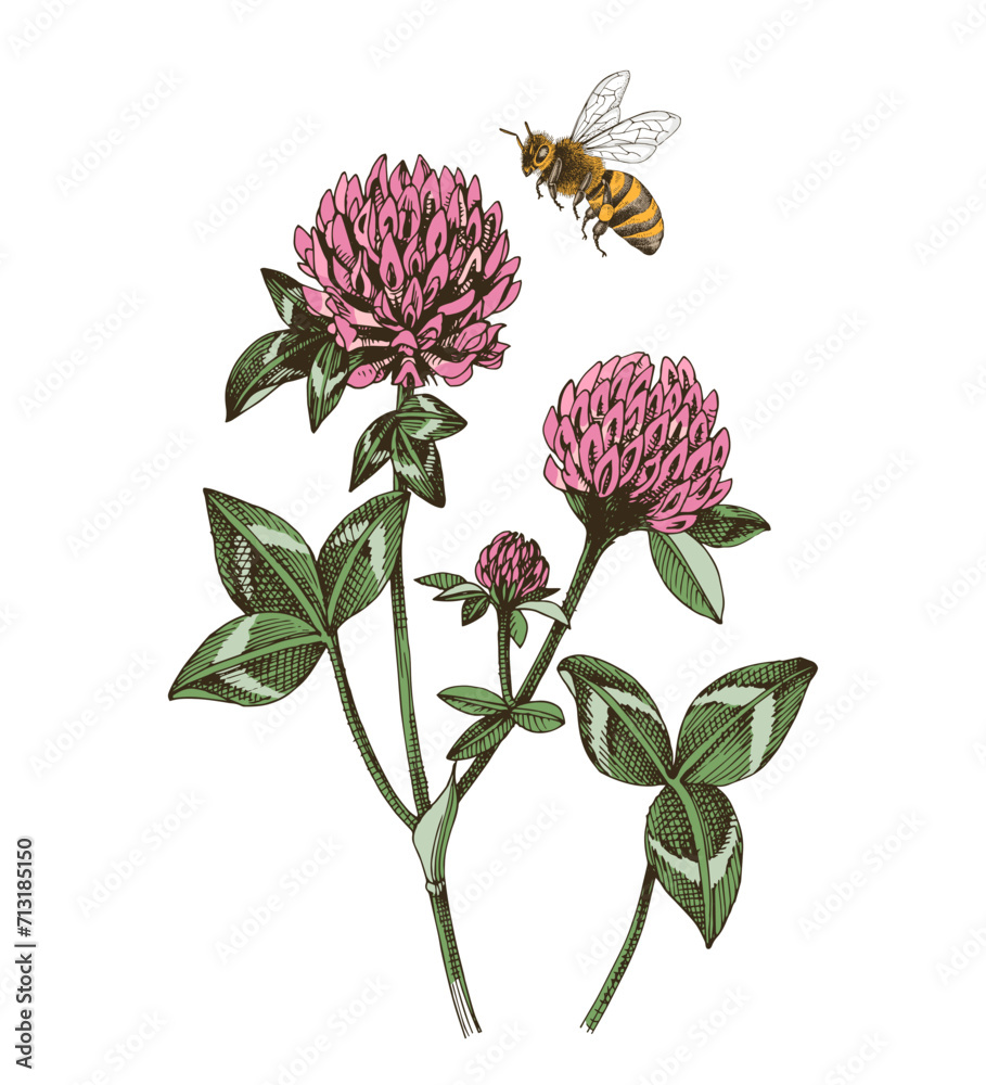 Bee pollinating red clover flowers - obrazy, fototapety, plakaty 