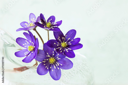 Fototapeta Naklejka Na Ścianę i Meble -  Bouquet of spring flowers anemone hepatica in a glass vase, copy space. Postcard for spring holidays, Women's Day, Easter.