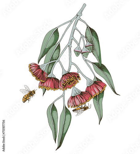 Blooming branch of Eucalyptus with bees
