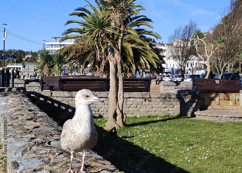 Fototapeta premium Curious Seagull and Palm tree in Torquay 