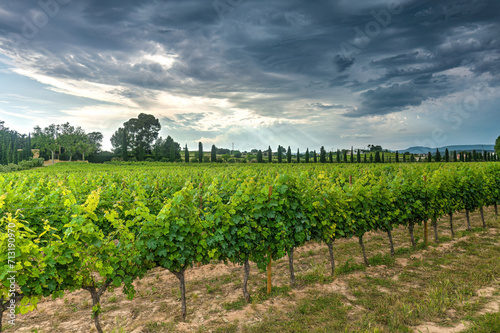 Photography Vinyes del Penedès 🍷