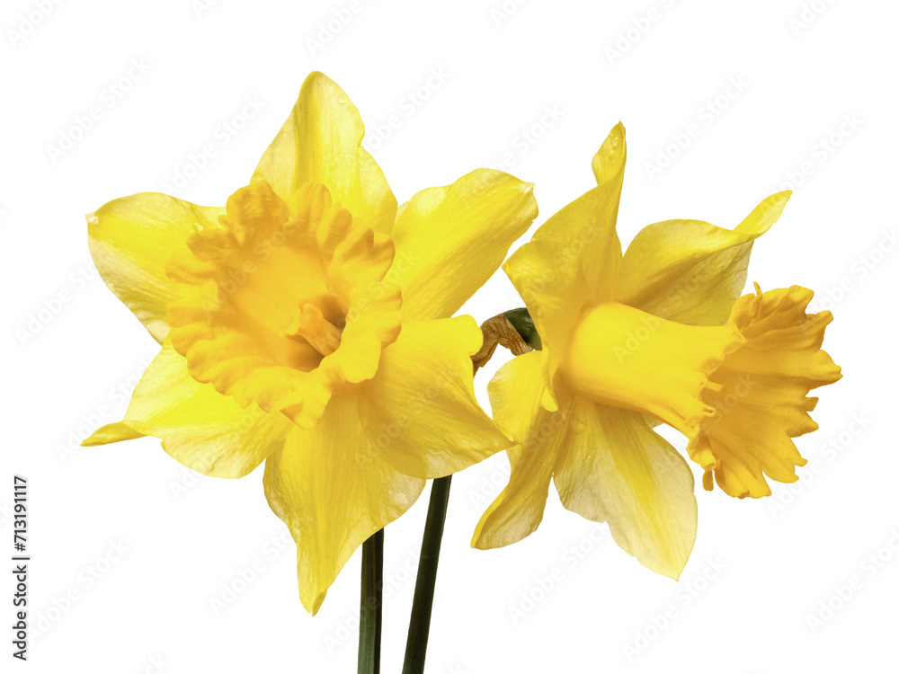 Yellow daffodils on a white isolated background Yellow daffodils on a white isolated background