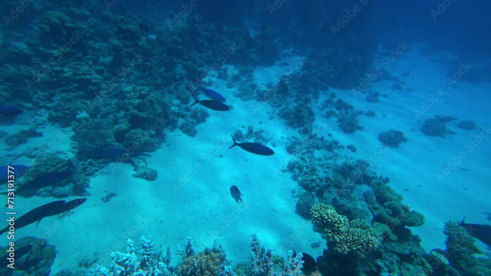 Amazing coral reef and fish Amazing coral reef and fish