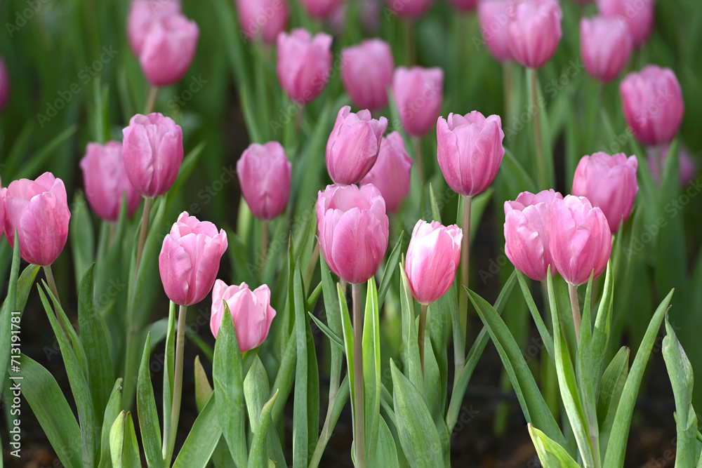 Close-up of beautiful pink tulips blooming in the garden