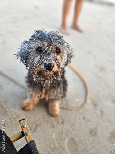 Adorable little black dog with messy head sitting on the sands