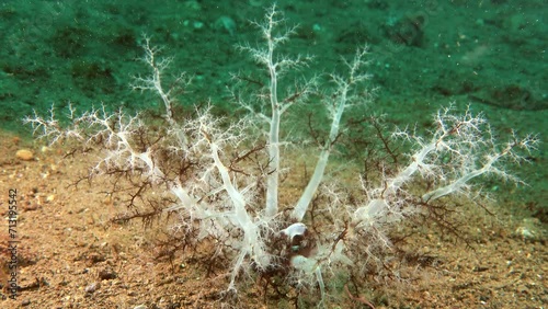 underwater, Colochirus sea cucumber, lying on the sea bed, stretching out its white tentacles to catch plankton feeding into its mouth. mysterious ocean alien photo