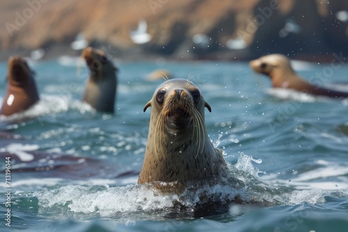 California sea lions frolic in the ocean around Anacapa Island in the Channel Islands 