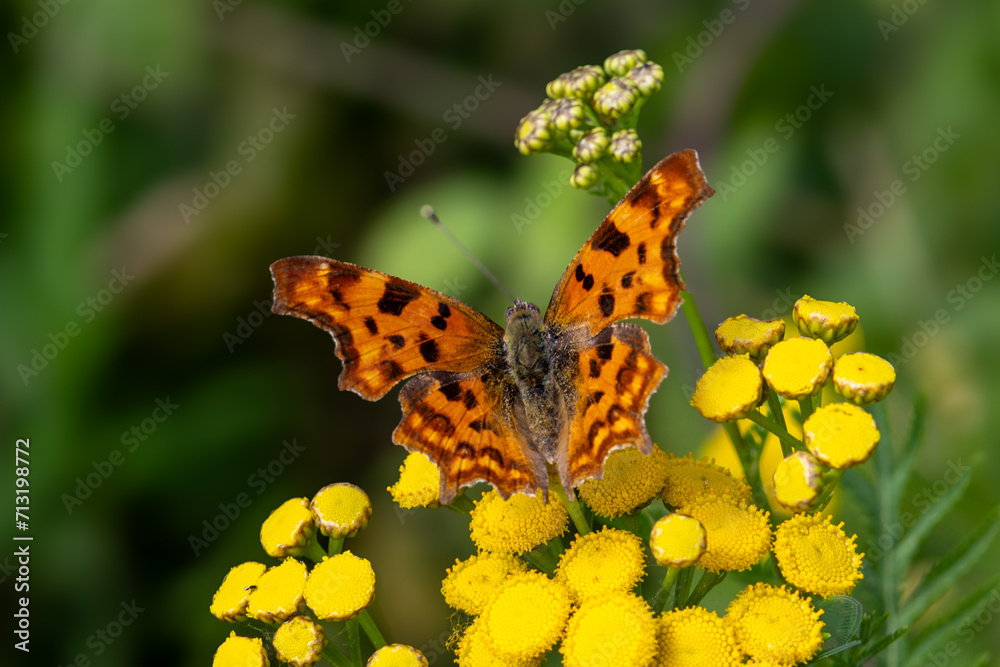 Obraz premium Polygonia c-album, the 'gehakkelde aurelia, butterfly in the Netherlands