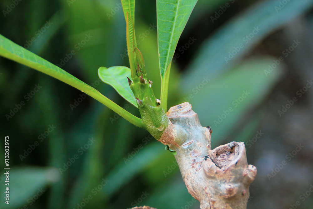 The image depicts a serene landscape with a vibrant sunset and a solitary tree, surrounded by lush greenery, reflecting calm and tranquility
