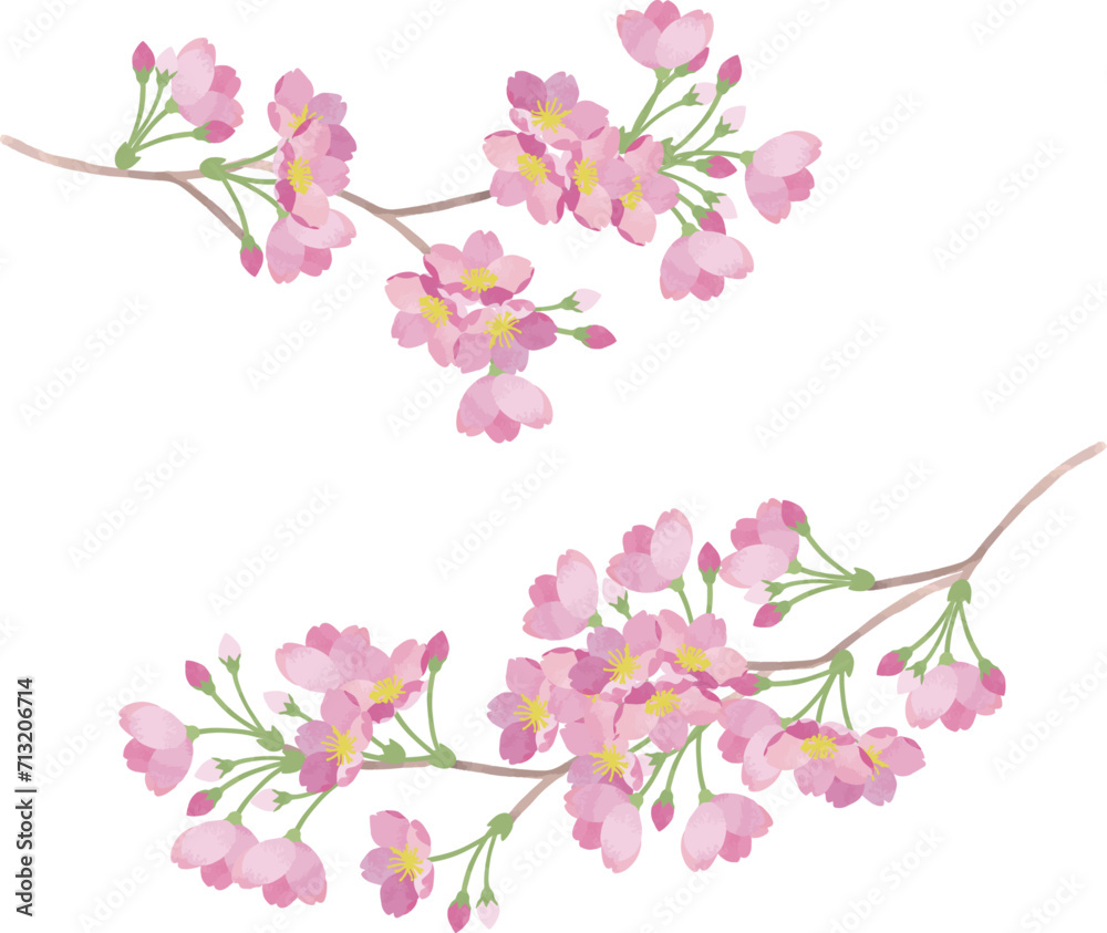 桜の枝のイラスト2