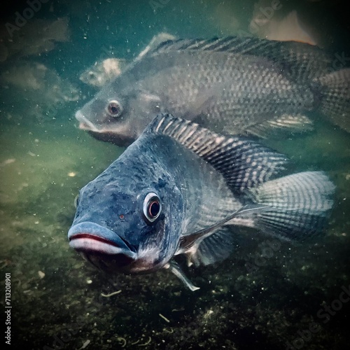Eye to Eye: A Fish Gazes into the Depths of Curiosity